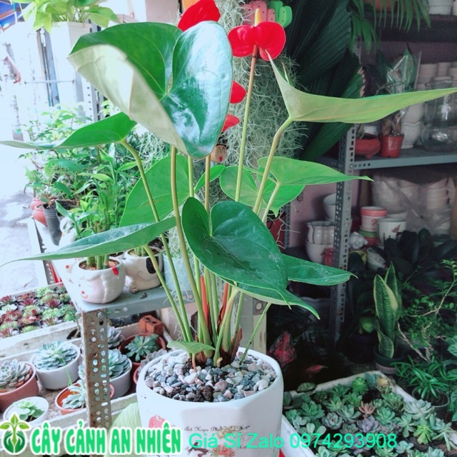 Chậu cây hồng môn