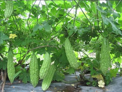 [GIÁ GỐC] Hạt giống khổ qua - Mướp đắng