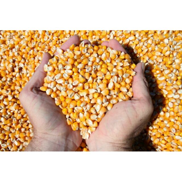 Bắp Nổ - Mỹ Làm Bắp Rang Bơ gói 1KG (2 loại Hình Nấm, Bắp Bướm)