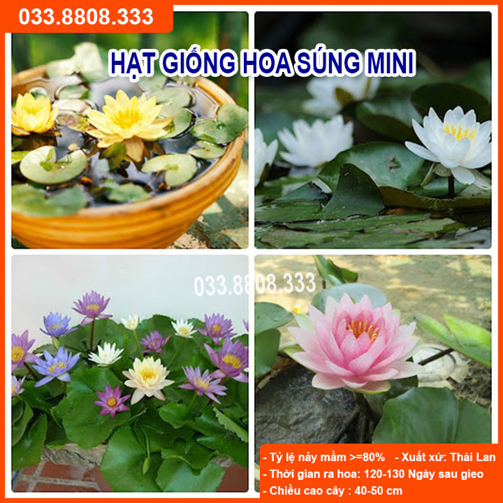 Hạt giống Hoa Súng Thái - Hoa Nhiều Màu Trồng Chậu