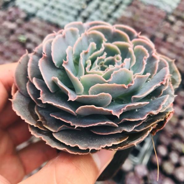 SEN ĐÁ BẮP CẢI LIGHT PURPLE ĐÀ LẠT