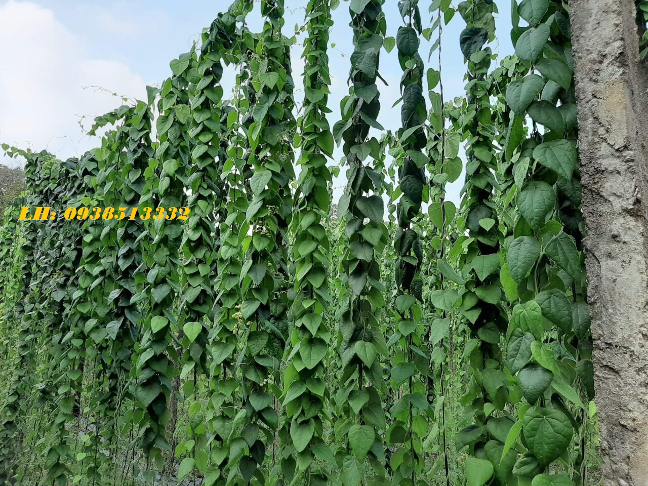 HẠT GIỐNG LÁ SƯƠNG SÂM LÔNG 100 HẠT