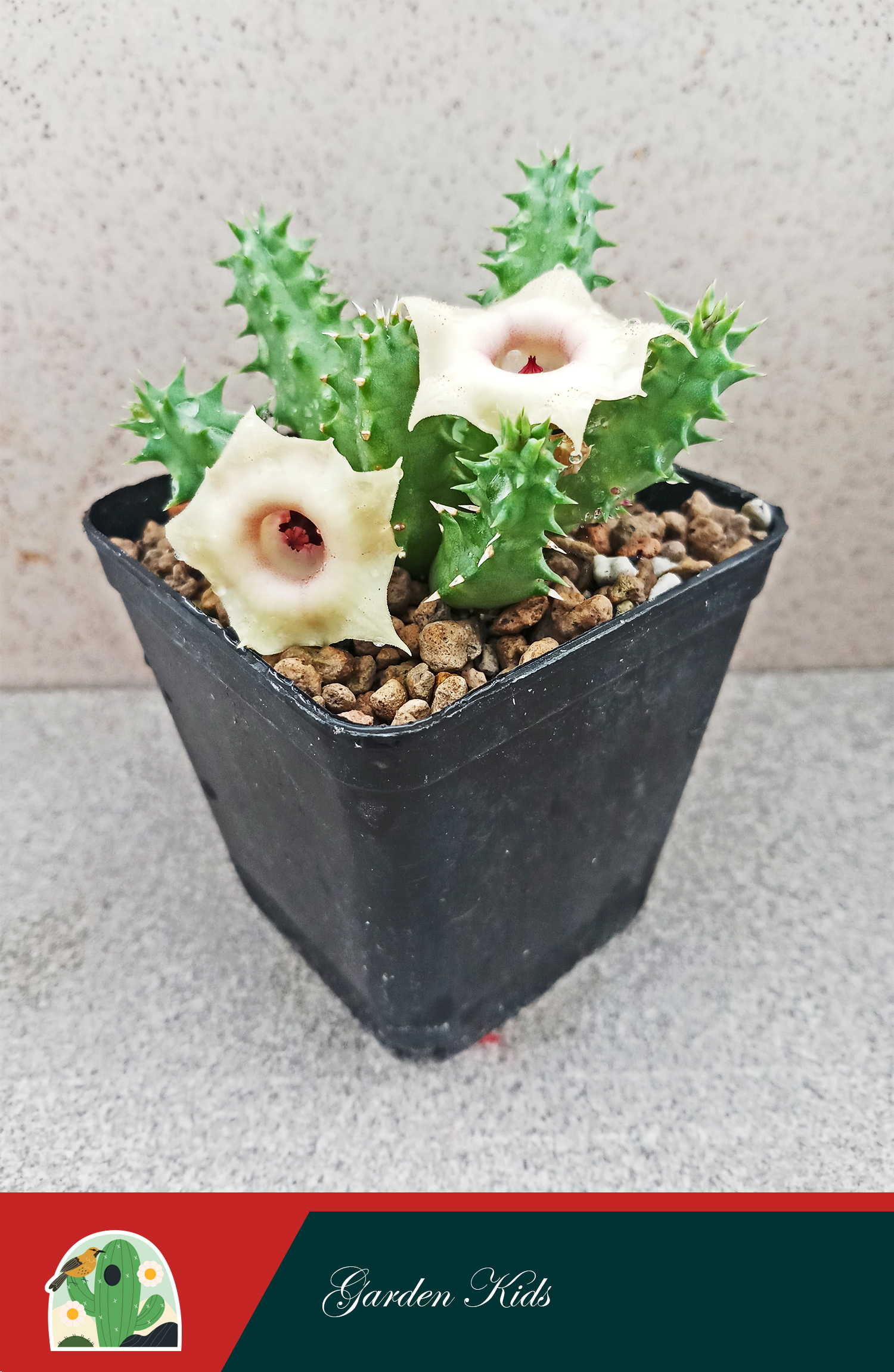 Xương rồng sao biển hoa vàng (Huernia Somalica)