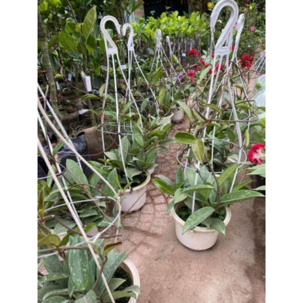 Lan cẩm Cù