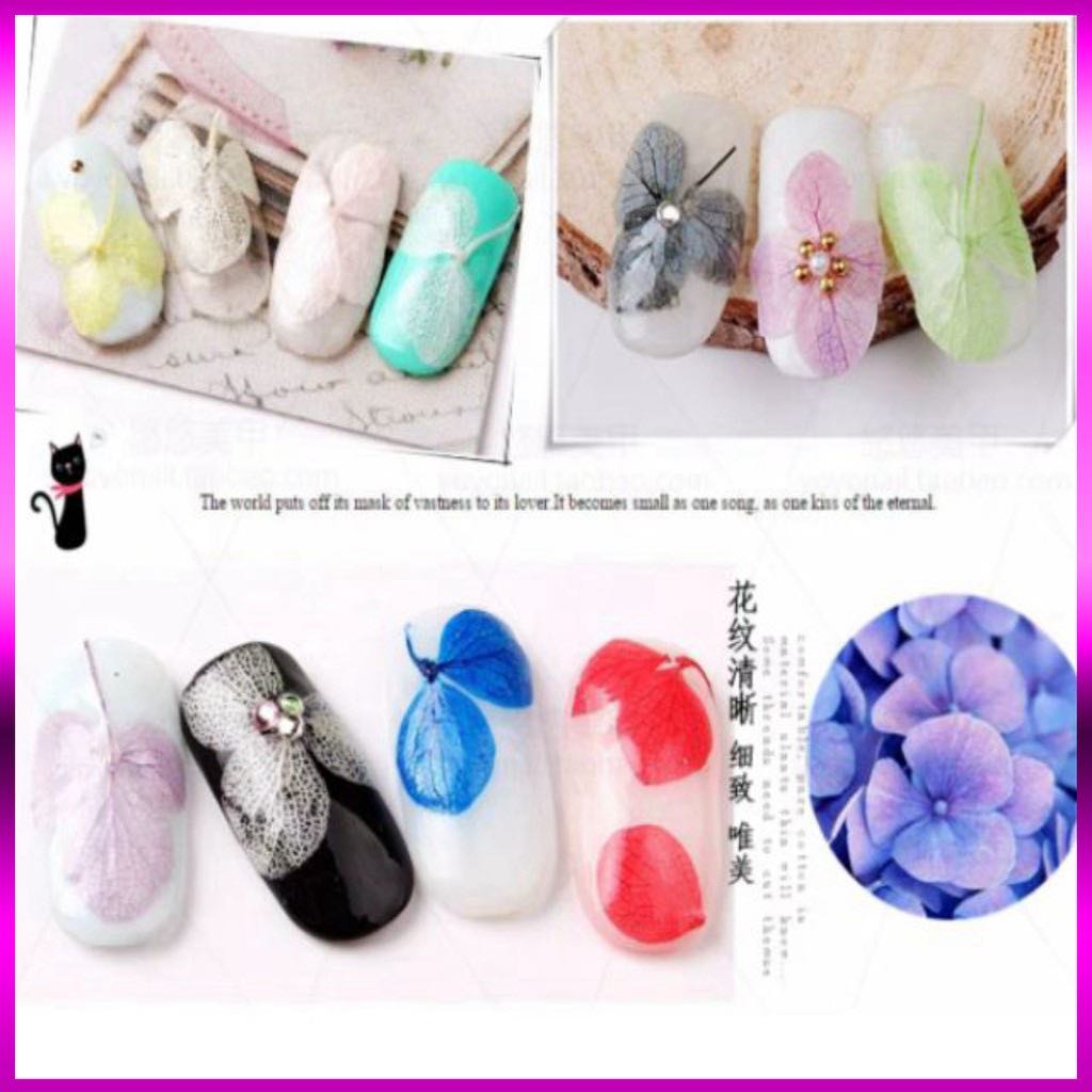 Hoa Khô tường vy cánh Mỏng Ẩn trang trí móng