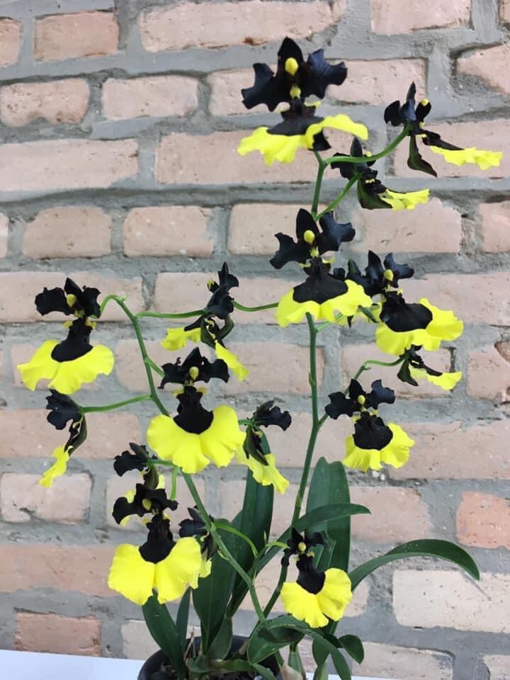 Vũ nữ Phù Thủy cây giống