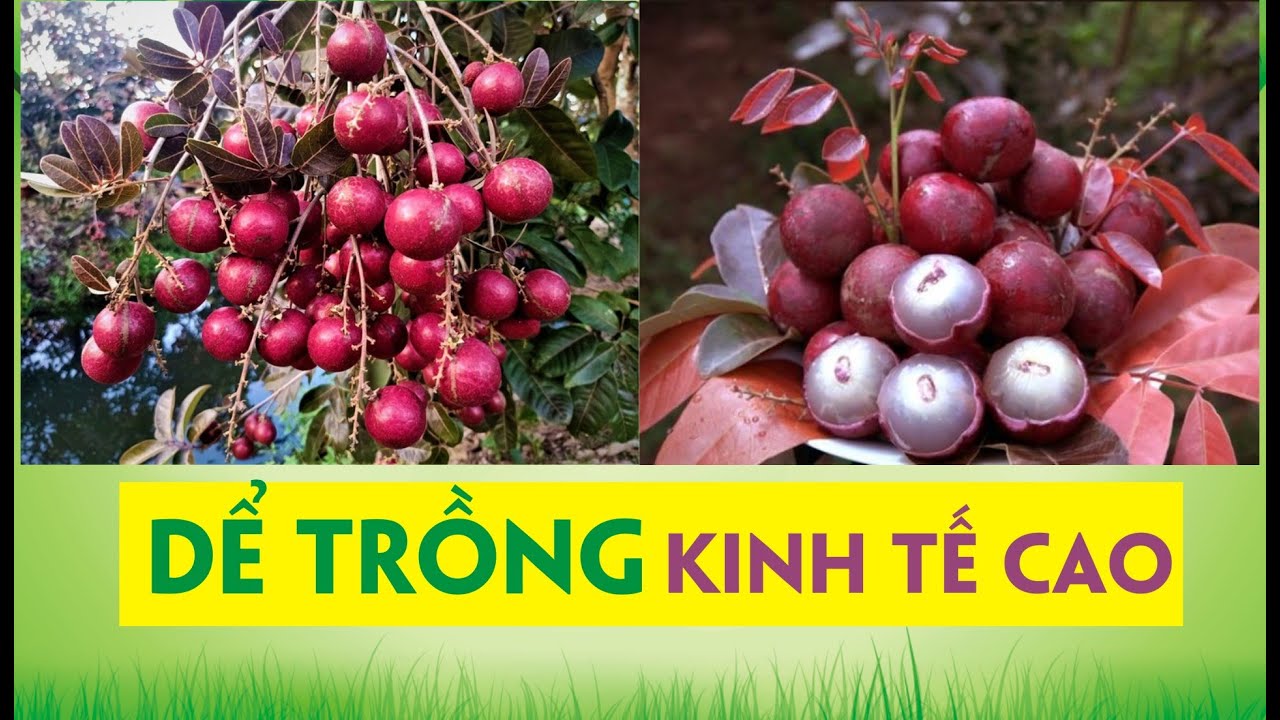 CÂY GIỐNG NHÃN TÍM DỄ TRỒNG