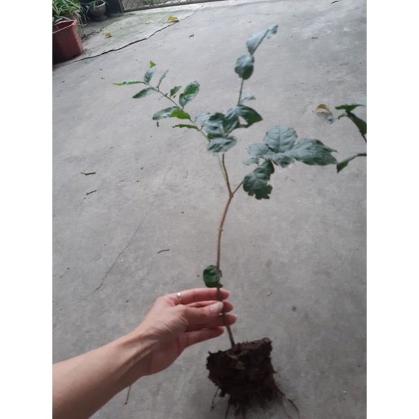 cây hoa nhài ta thơm nức mũi