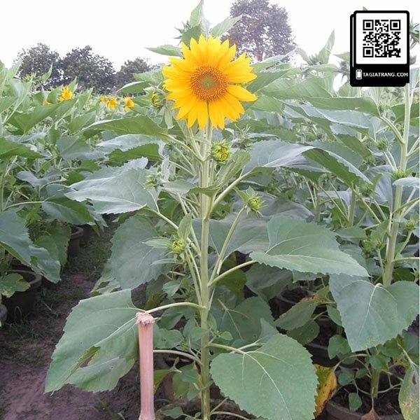 Hạt giống hoa hướng dương cao
