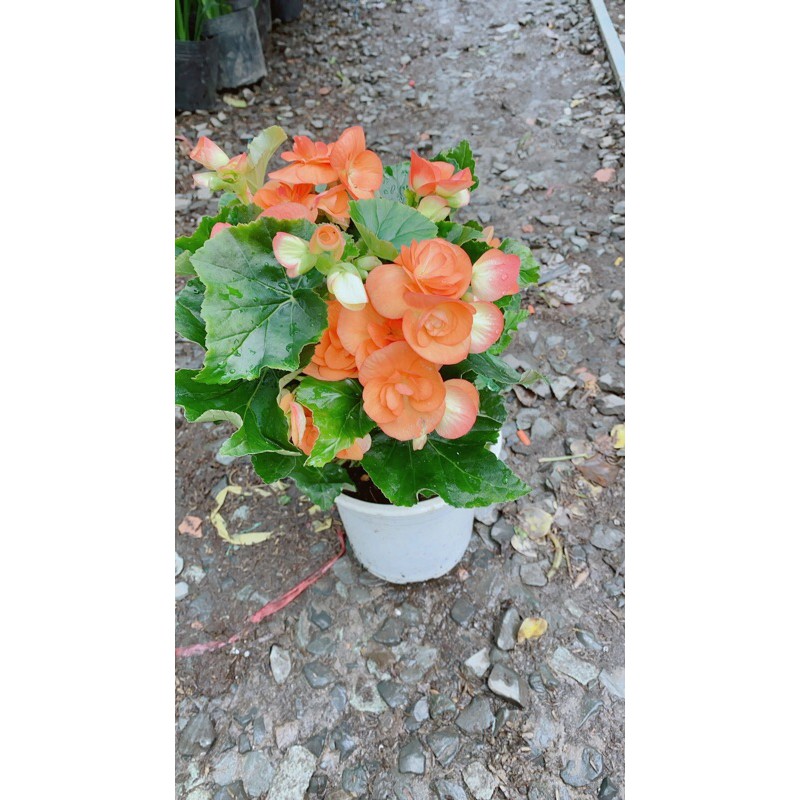 [HCM]Hoa Thu Hải Đường