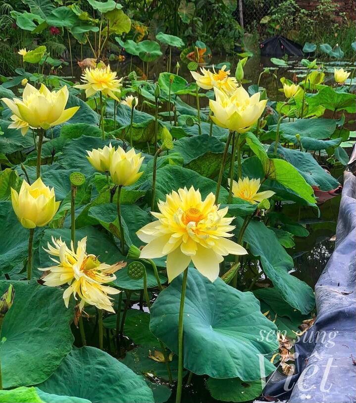 Củ Sen Thái Giống- Ra Hoa Sau 1 Tháng trồng