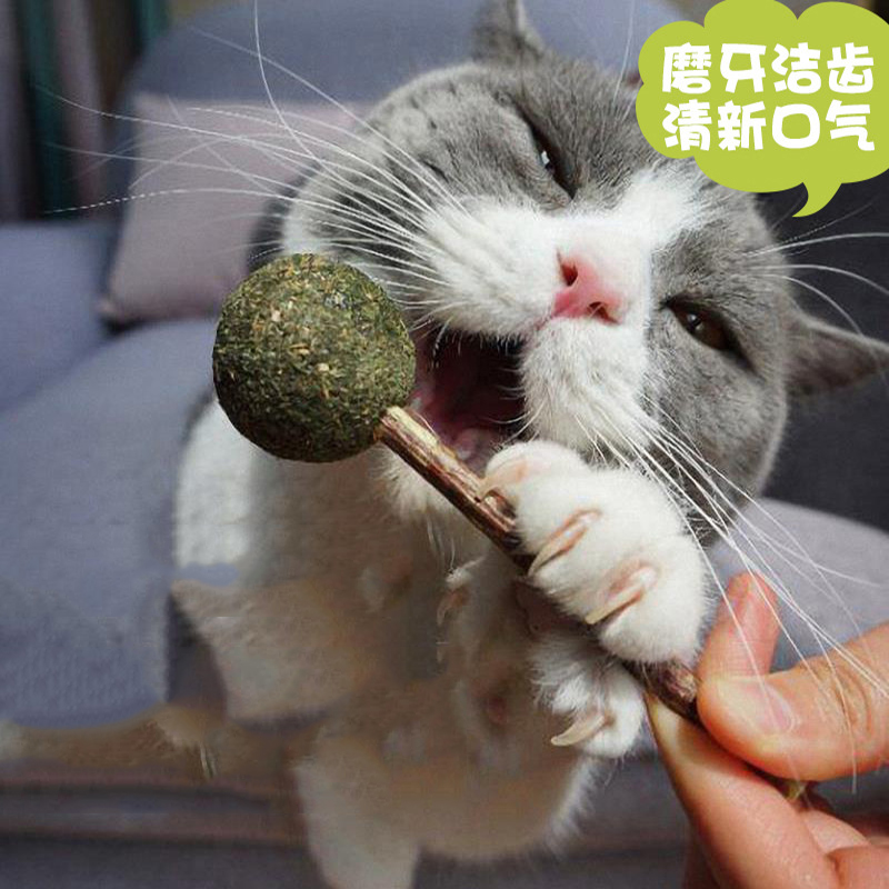 Que Kẹo Cỏ Bạc Hà - Que Catnip Cho Mèo - [Nông Trại Thú Cưng]
