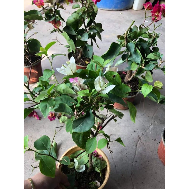 [ Xả - Cắt Lỗ ] Hoa Giấy Đổi Màu (Đổi 5 Màu)