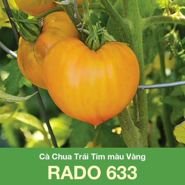 Hạt Giống Cà Chua Trái Tim Vàng Rado 633
