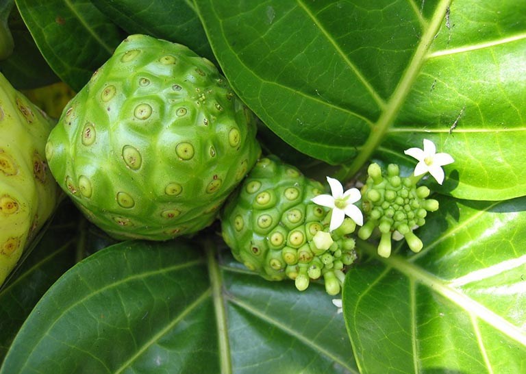 Trái nhàu tươi sấy khô ( túi zip 300 g)