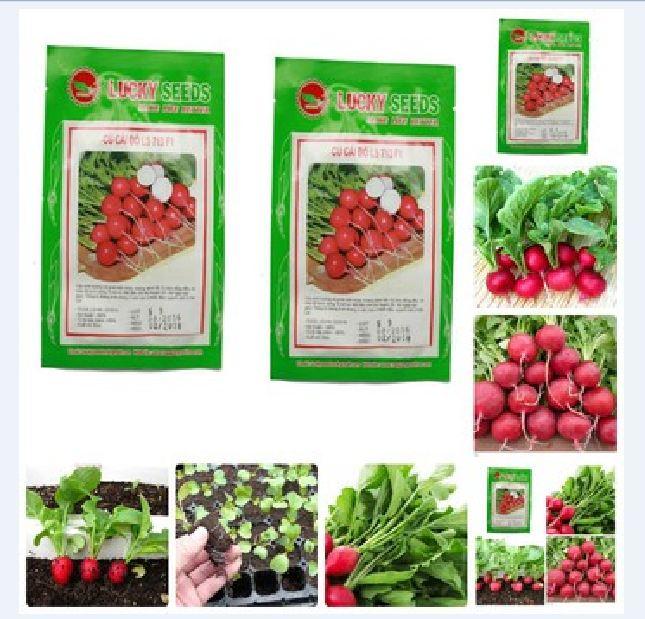 COMBO 2 gói hạt giống củ cải đỏ - tặng kèm 01 gói phân bón