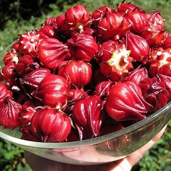 [HCM]Trà Hoa Atiso Đỏ Sấy Khô 100g