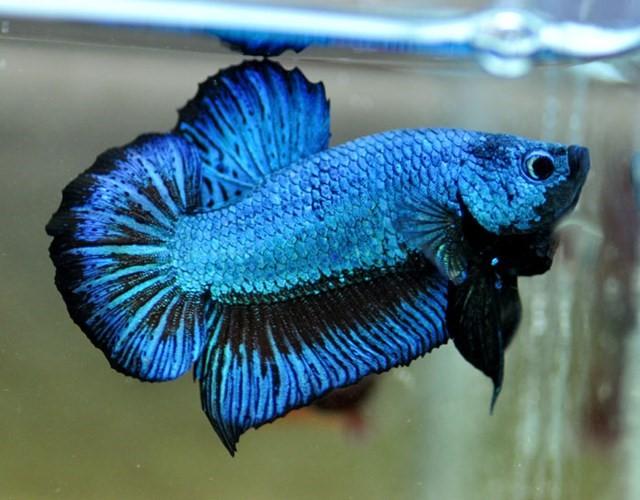 1 trống hoặc 1 mái betta đuôi ngắn
