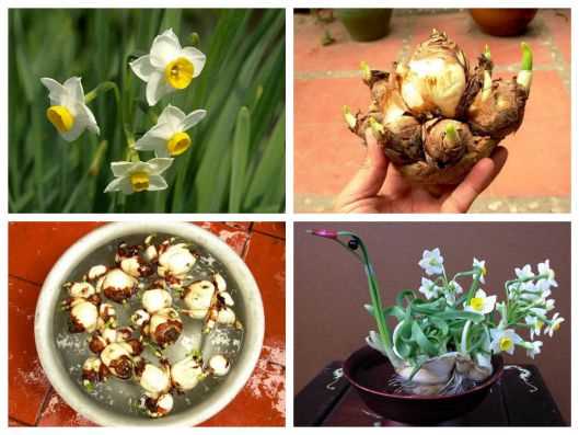 Củ hoa thủy tiên loại to Vip