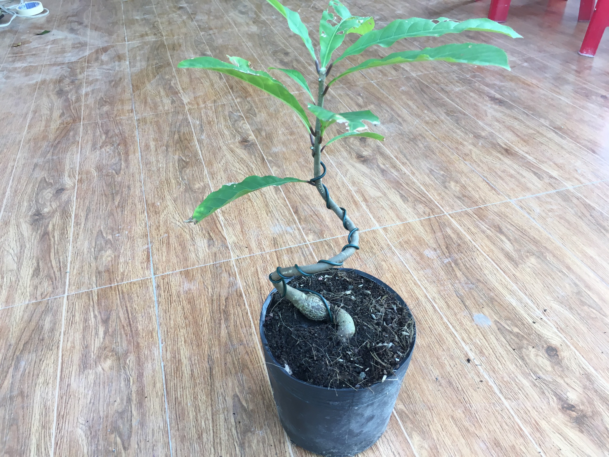 Cây lộc vừng bonsai mini