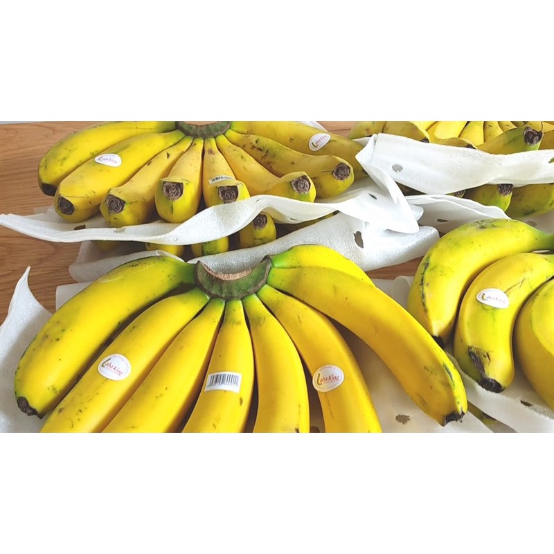 CÂY GIỐNG CHUỐI LABA [ giống cấy mô cho quả sớm ].