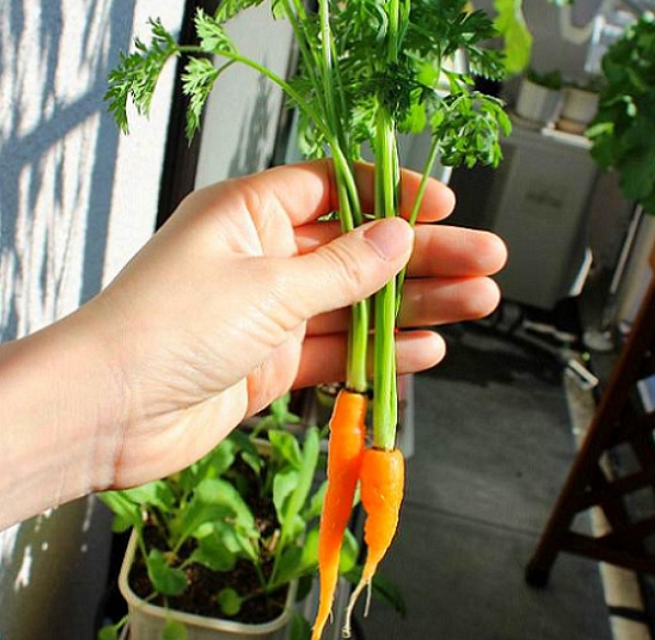 50 Hạt giống Cà rốt mini tặng kèm kích mầm