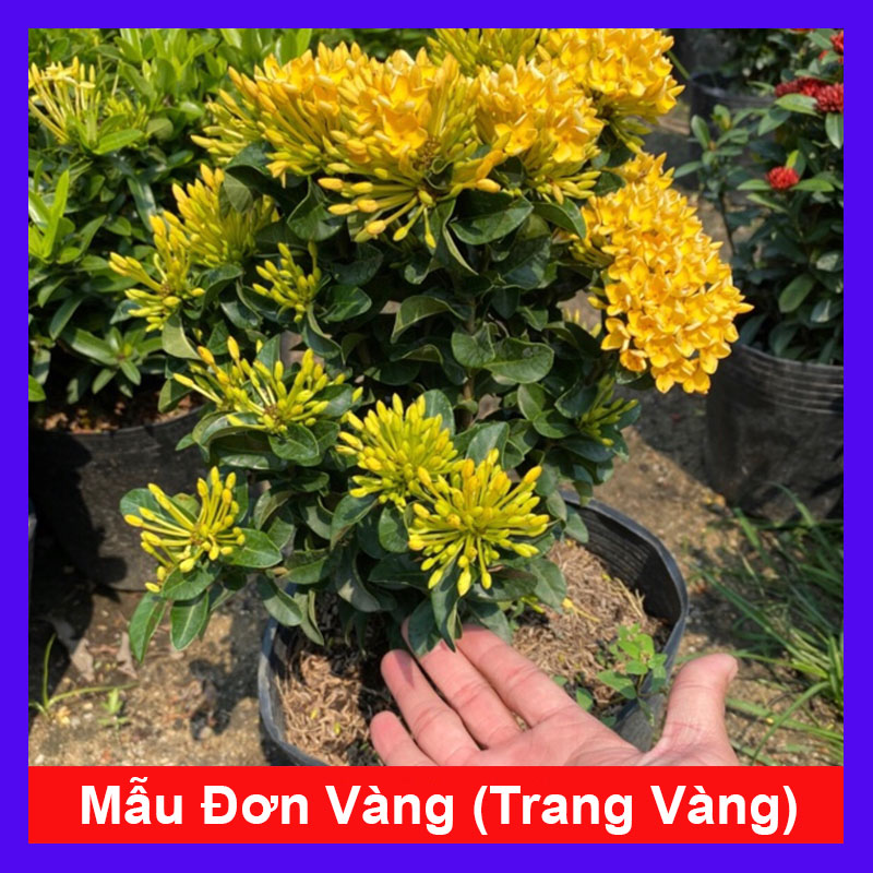 Cây Mẫu Đơn Vàng - Cây cảnh sân vườn