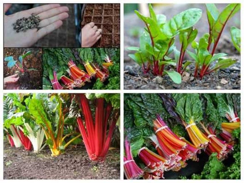 Hạt giống cải cầu vồng