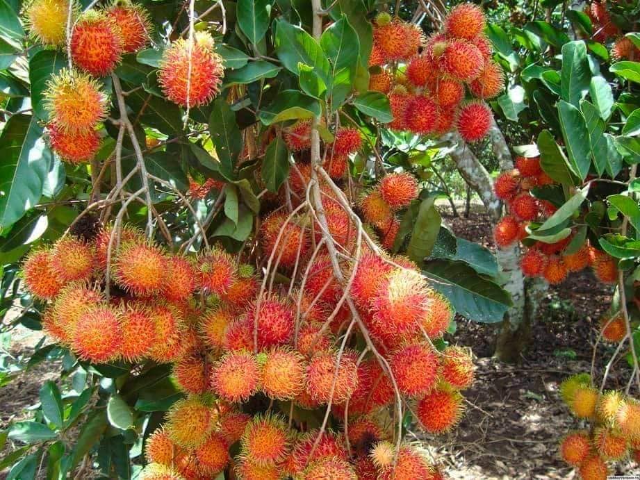 CÂY GIỐNG CHÔM CHÔM THÁI LÙN RUỘT VÀNG