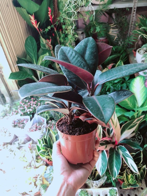 Cây Búp Đa Đỏ