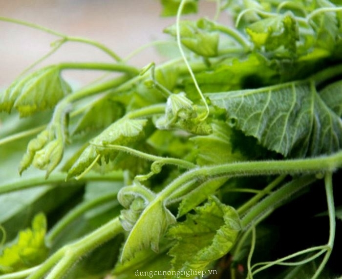 Hạt giống Bí Siêu Ngọn 20 gr