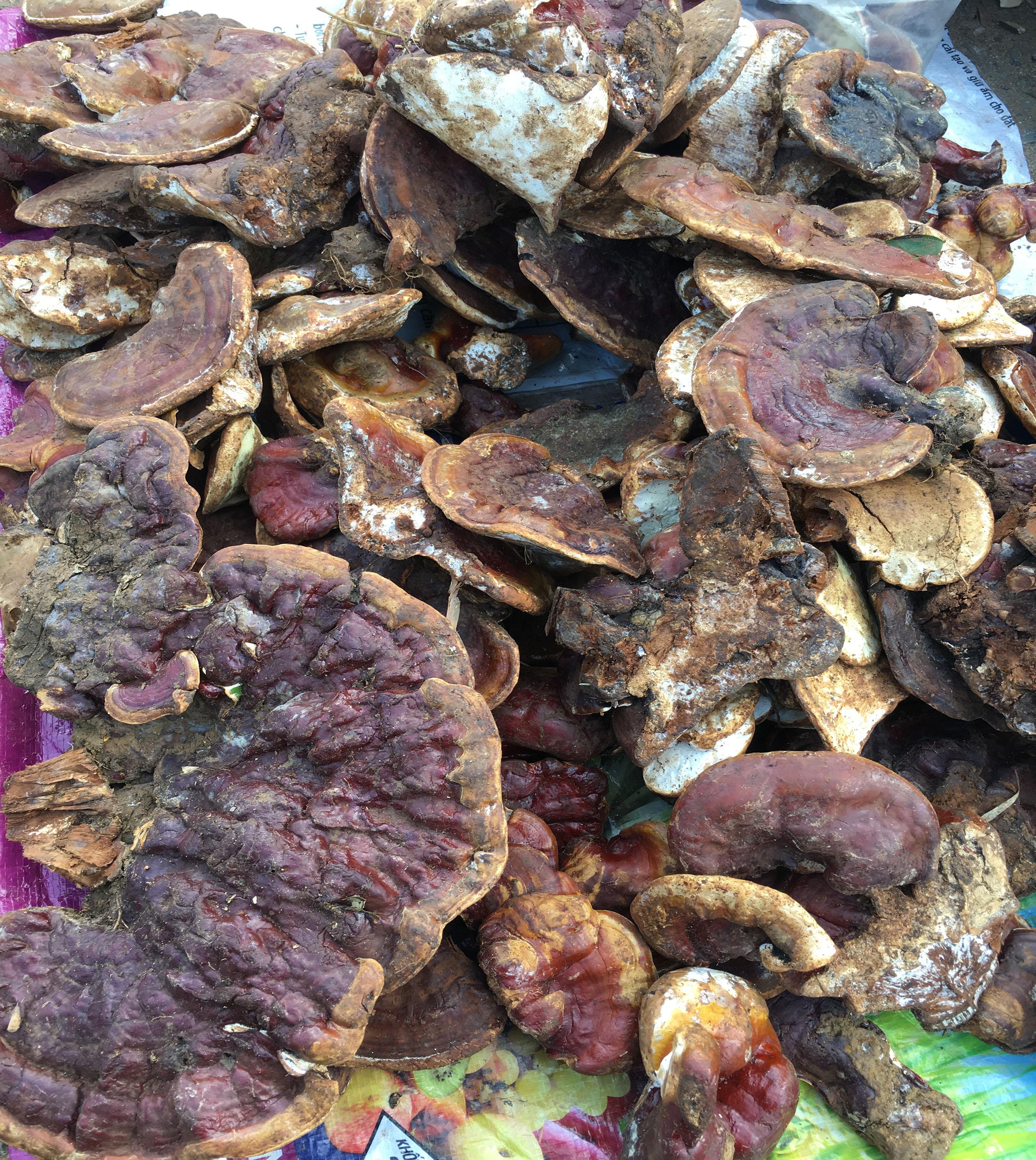 Nấm Linh Chi Rừng Sơn La 500g