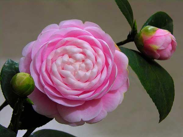 Hạt giống hoa Trà My Nhật mix(Camellia)