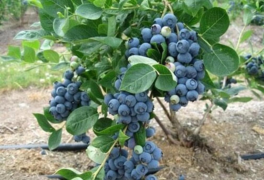 30 Hạt giống Việt Quất (tặng Kích nẩy mầm, Hướng dẫn ươm)