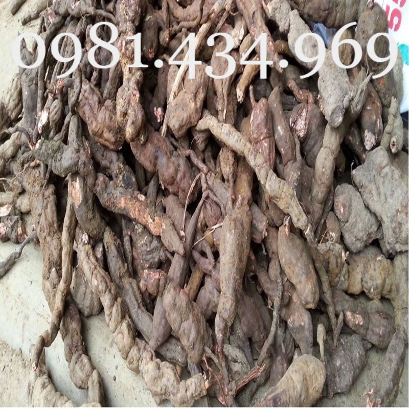 Củ Hà Thủ Ô 01KG Chuẩn
