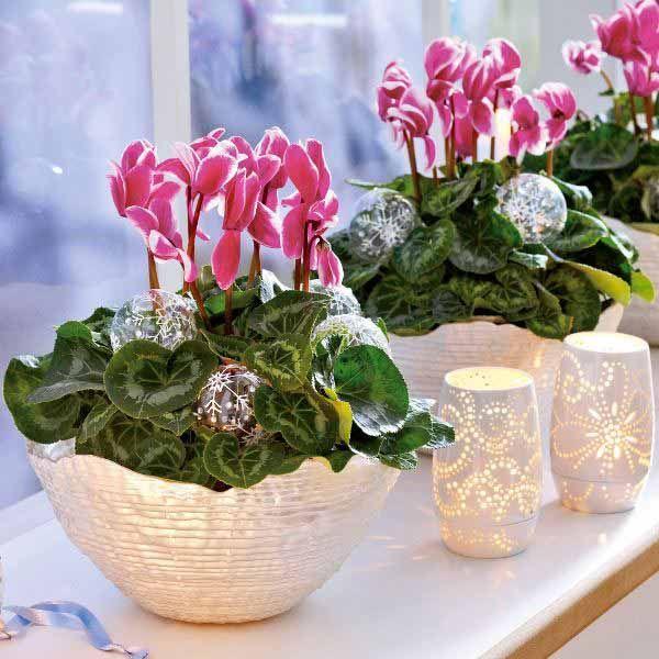 Cyclamen Seeds - High Quality Seeds