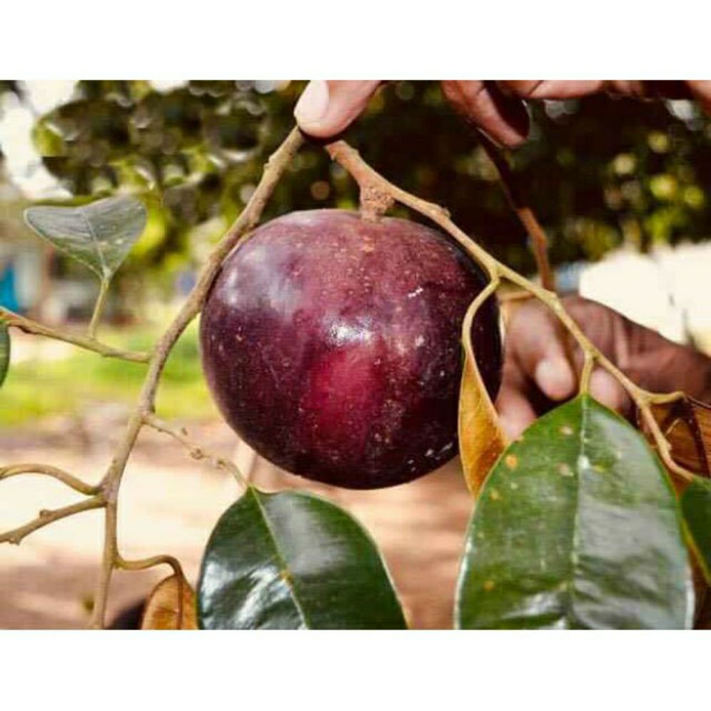 cây Cây Vú Sữa tím... 8 tháng cây cho trái  - Cây Giống Nhập Khẩu