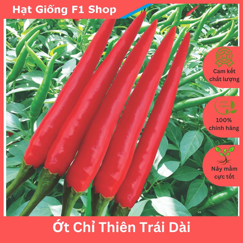 Hạt Giống Ớt Chỉ Thiên Trái Dài Sai Trái