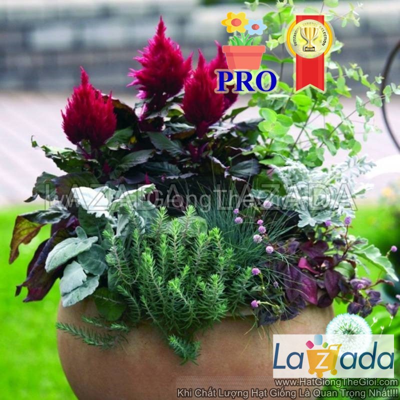 100h Hạt Giống Hoa Mào Gà Lửa Smart Look Gân Đỏ (| -KD: B36*X65*M006)