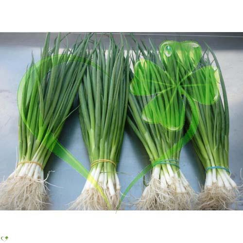 Hạt giống hành lá gốc trắng - gói 2 gram