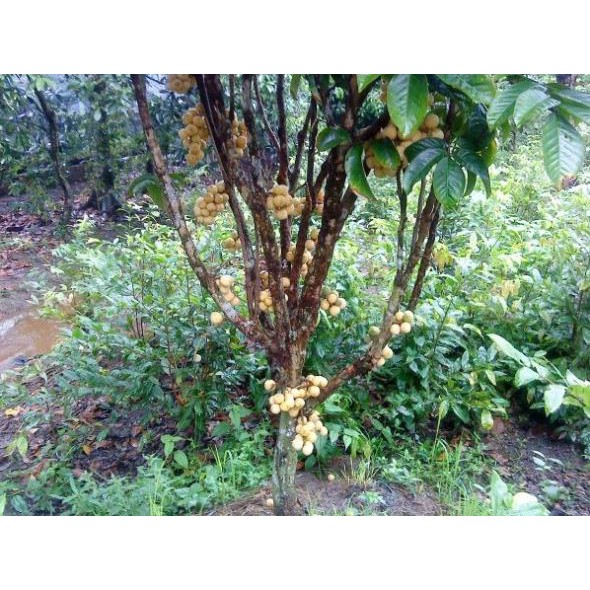 Cây giống bòn bon thái siêu quả