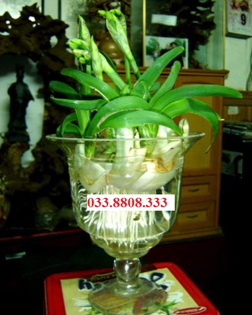 [Có sẵn] 10 Ly nhựa trồng hoa thủy tiên