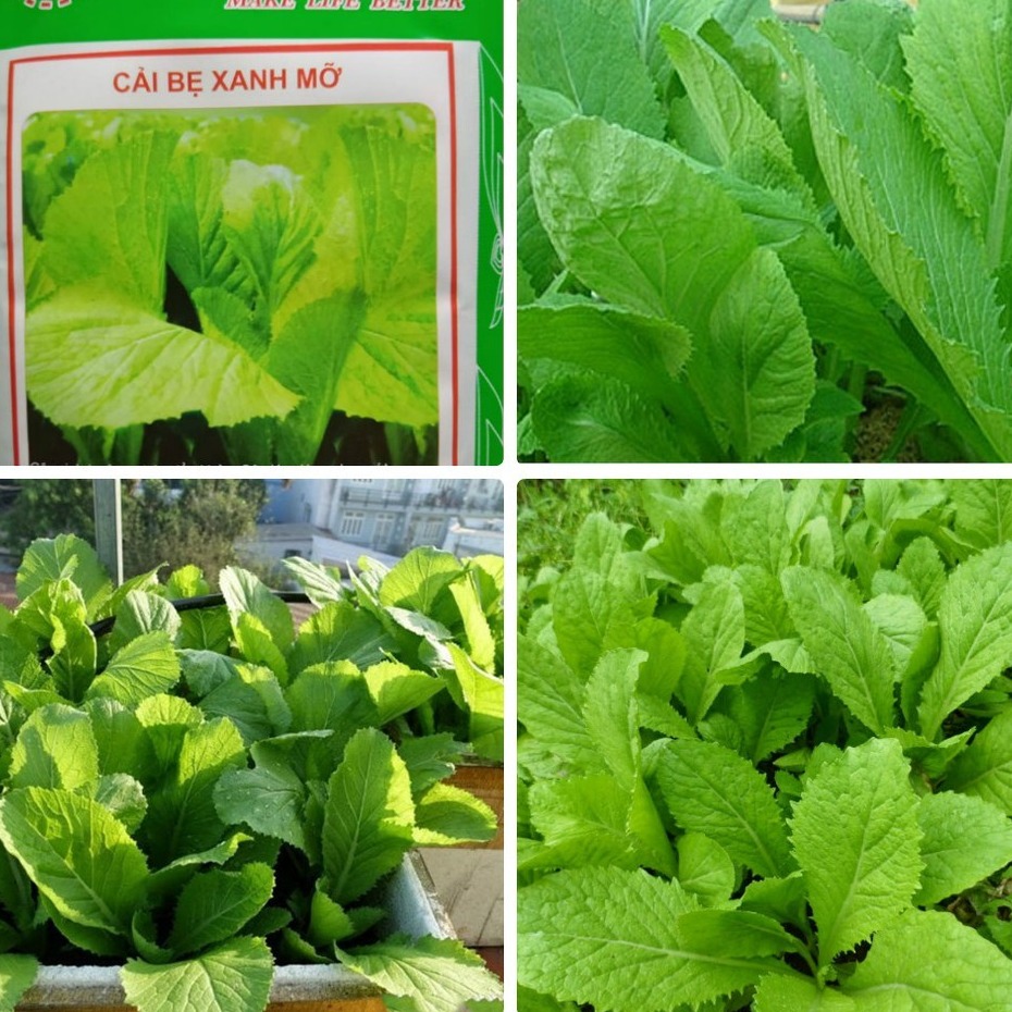 [Hạt giống rau Cải bẹ xanh mỡ - Gói 20gr