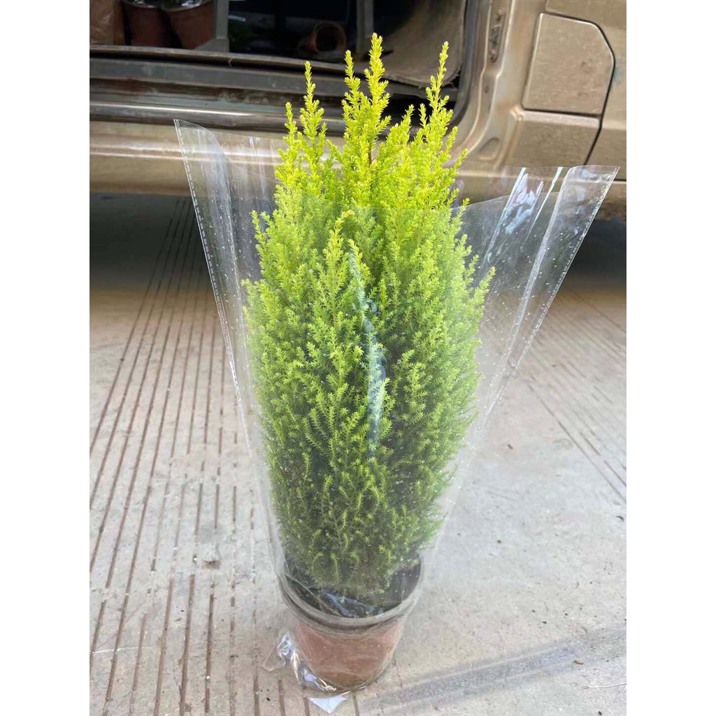 Cây tùng thơm cao 50-60 cm + trang trí noel (ảnh thật)