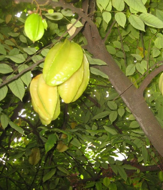 Hạt giống cây ăn trái khế ngọt - gói 5 hạt/ ( TẶNG gói kích thích hỗ trợ hạt nảy mầm)