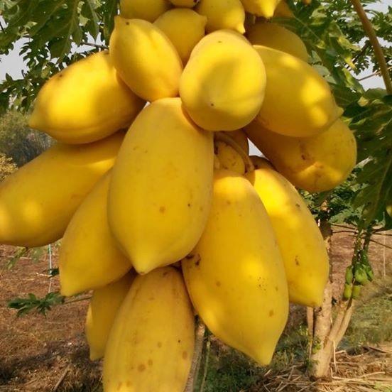 Combo 2 gói hạt giống đu đủ lùn ( đu đủ vàng 5 hạt + đu đủ lùn xanh 10 hạt )