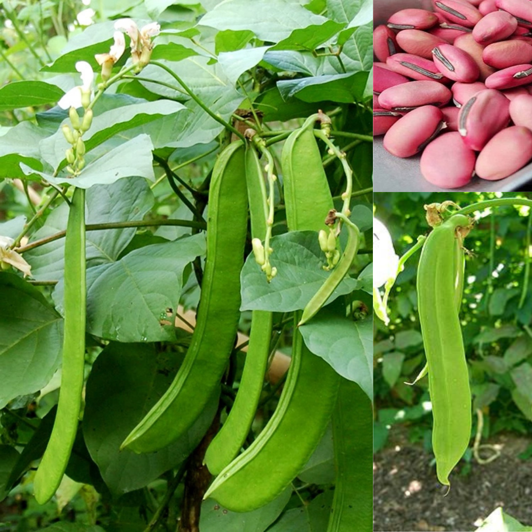 5H_HẠT GIỐNG ĐẬU KIẾM/ ĐẬU RỰA (SIÊU DỄ TRỒNG)