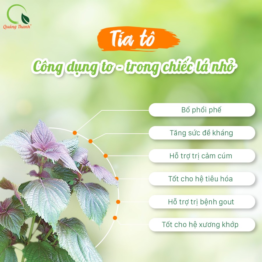 Bột Tía Tô