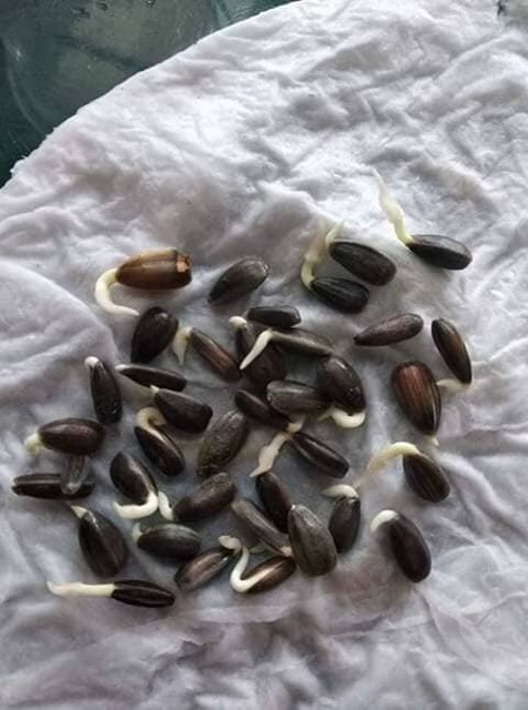 Hạt giống hoa hướng dương lùn