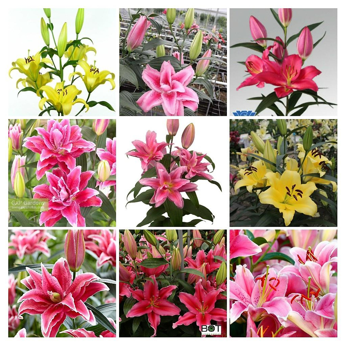 Củ giống hoa ly cao thơm hà lan nhập khẩu,củ size đại, có đủ màu